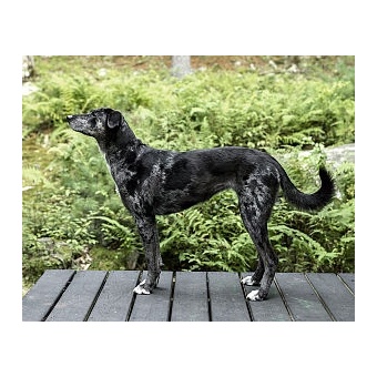 catahoulai_leoprdkutya1