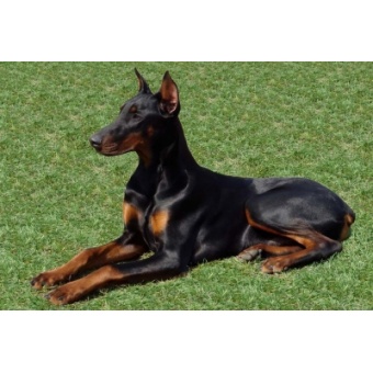 dobermann1