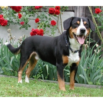 elio_v_schaerlig_im_juni_2007_klein