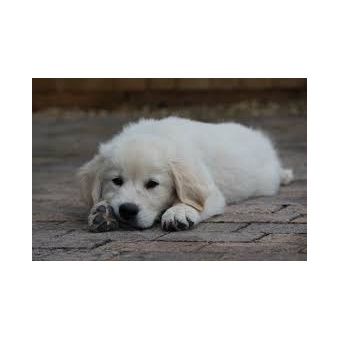 golden_retriever2