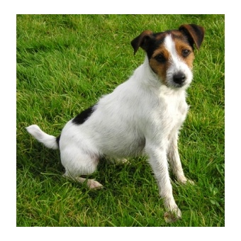 jack_russell_terrier1