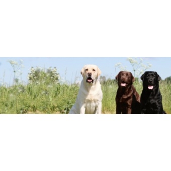 labrador_retriever1