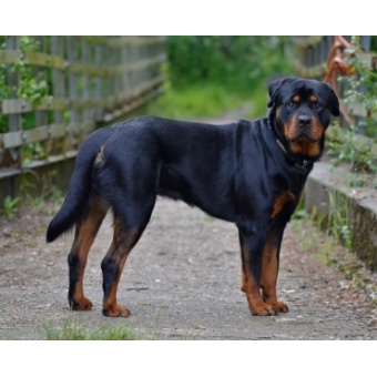 rottweiler1